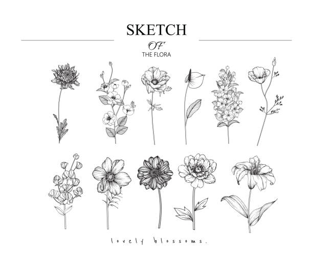 Sketch Floral Botany set. Sketch Floral Botany set. 
Variety flower and leaf drawings. Black and white with line art on white backgrounds. Hand Drawn Illustrations. Vector. Vintage styles. flower clipart stock illustrations