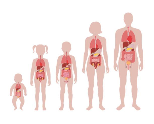 illustration of internal organs Vector isolated illustration of internal organs in baby, girl, boy, adult man and woman body. Stomach, liver, intestine, bladder, lung, testicle, uterus, spine, pancreas, kidney, heart, bladder icon. human internal organ stock illustrations