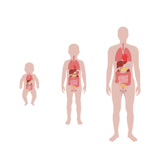 illustration of child internal organs Vector isolated illustration of child internal organs in baby, boy and adult man body. Stomach, liver, intestine, bladder, lung, testicle, spine, pancreas, kidney, heart, bladder icon. medical poster internal organ stock illustrations