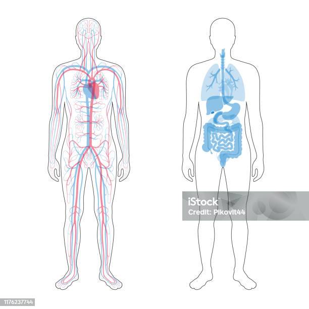 Iç Organlar Ve Dolaşım Sistemi Stok Vektör Sanatı & İnsan Vücudu‘nin Daha Fazla Görseli - İnsan Vücudu, Kardiyovasküler Sistem, İç organlar