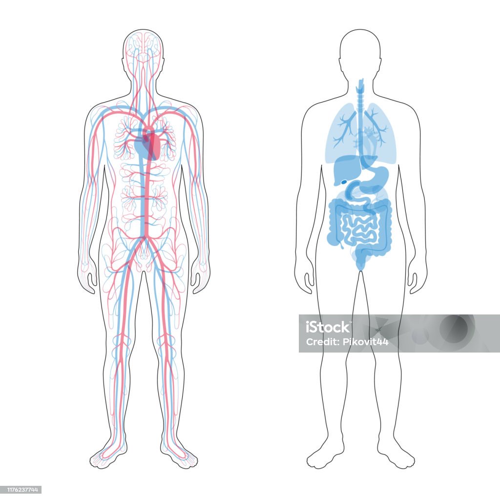 internal organs and circulatory system Vector isolated illustration of human internal organs and circulatory system in man body. Stomach, liver, bladder, lung, kidney, heart, icon. Medical poster The Human Body stock vector