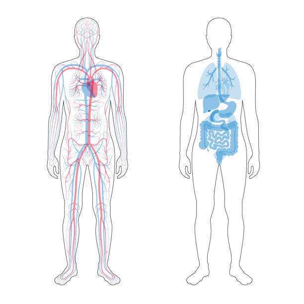 internal organs and circulatory system Vector isolated illustration of human internal organs and circulatory system in man body. Stomach, liver, bladder, lung, kidney, heart, icon. Medical poster body part stock illustrations
