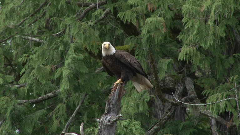 Eagle flying from perch