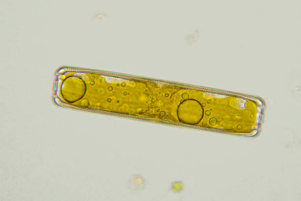 micrograph of pinnularia diatom - algae diatom high scale magnification micro organism imagens e fotografias de stock