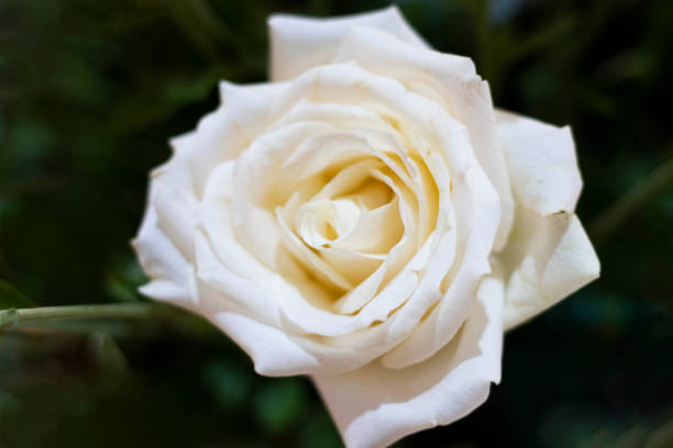 istock Beautiful White Rose with green leaf background 1176245276