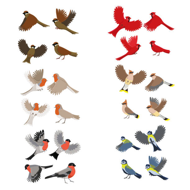 illustrazioni stock, clip art, cartoni animati e icone di tendenza di collezione di uccelli pettirosso, cardinale rosso, tette, passero, bullfinches, cera. isolato su sfondo bianco. - birds in flight