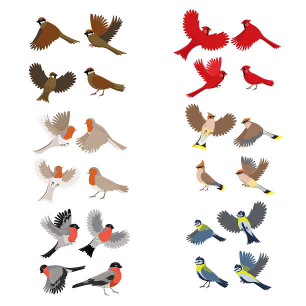 鳥のロビン、赤い枢機卿、おっぱい、スズメ、ブルフィンチ、ワックスウィングのコレクション。白い背景に隔離されています。 - birds in flight点のイラスト素材／クリップアート素材／マンガ素材／アイコン素材