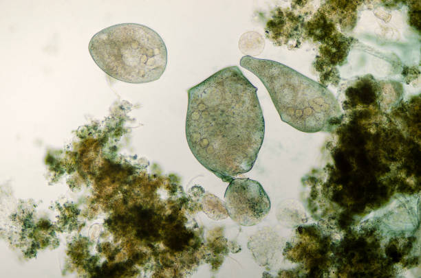 istock micrograph of the ciliate Stentor coeruleus dividing 1176246271