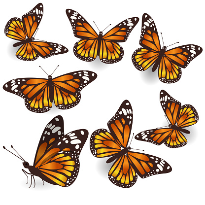 Vector Orange Tropical flying Butterflies Isolated Illustration Set