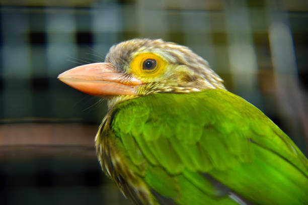 istock Lineated Barbet bird (Megalaima lineata) 1176249204
