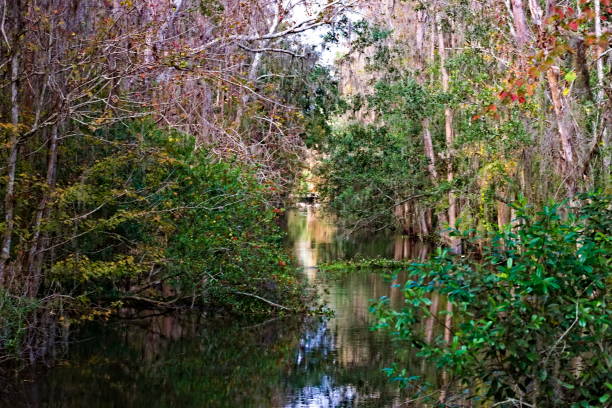 istock The Colorful Autumn Mangrove 1176251260