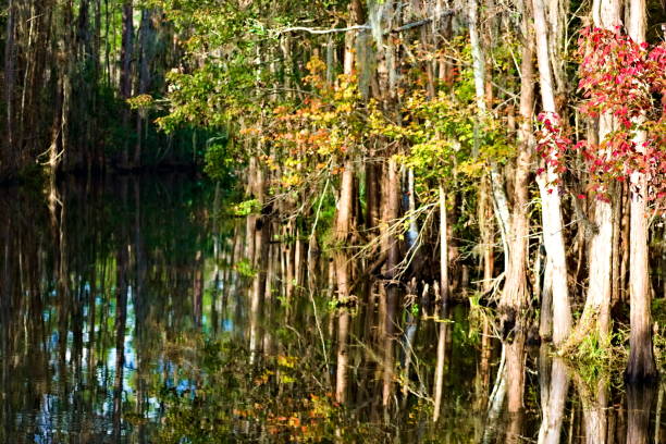 istock The Colorful Autumn Mangrove 1176252816