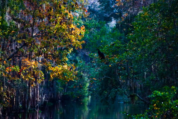 istock The Colorful Autumn Mangrove 1176252833