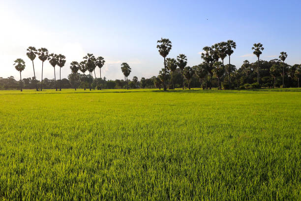 istock Sugar palm trees and green rice field 1176258491