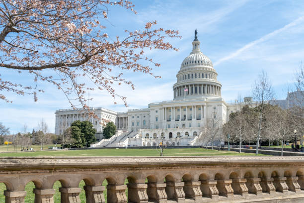 미국 워싱턴 dc에서 열리는 전국 벚꽃 축제 기간 동안 미국 국회 의사당 - washington dc architecture nobody american flag 뉴스 사진 이미지