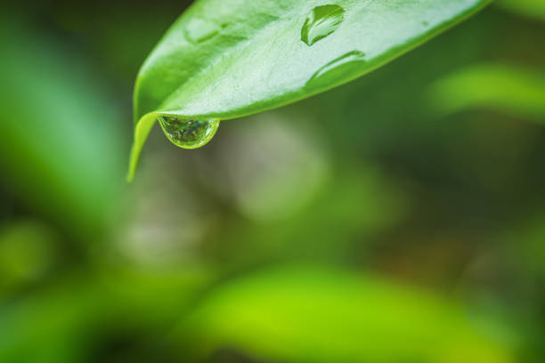 istock Close up of a water drops 1176261484