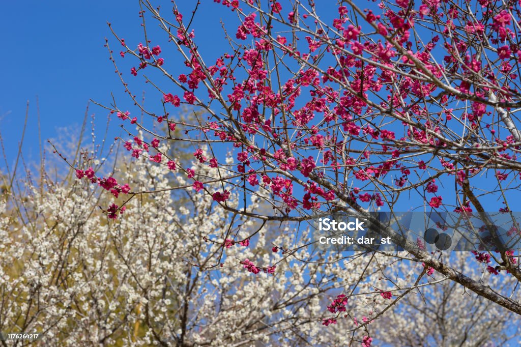 Shuzenji Pflaume Garten Pflaume Baum - Lizenzfrei Ast - Pflanzenbestandteil Stock-Foto Shuzenji Pflaume Garten Pflaume Baum - Lizenzfrei Ast - Pflanzenbestandteil Stock-Foto