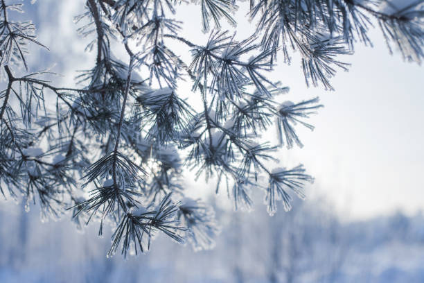 istock blue winter forest with frost 1176265580