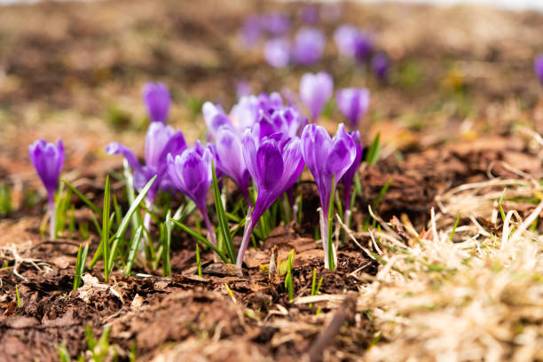 istock saffron blooming in early spring in the meadow 1176267468