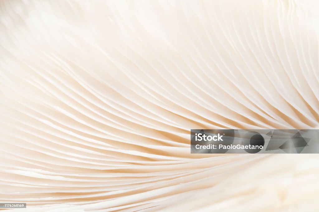 Mush Texture Mushroom Texture Stock Photo - Download Image Now - Nature ...