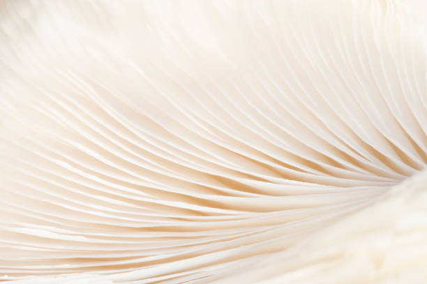 Mushroom Texture Close up on the mushroom turned upside down. fungus gill stock pictures, royalty-free photos & images