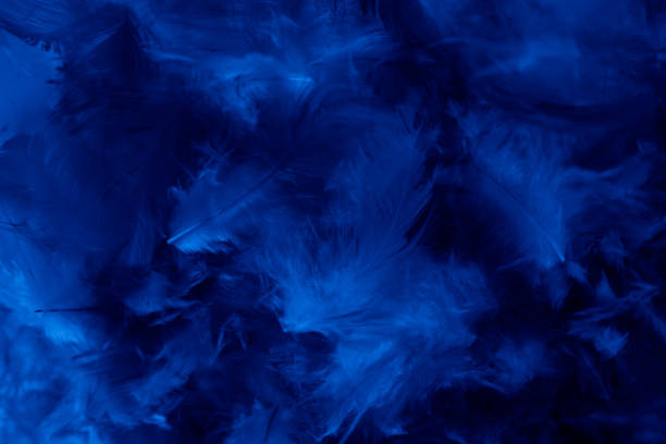 istock Beautiful closeup textures abstract colorful dark black white and blue feathers and darkness pattern feather wallpaper and background 1176269372