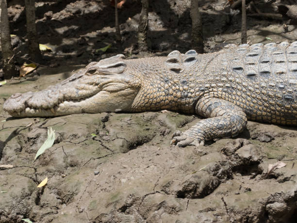 istock Saltwater Crocodile (Crocodylus porosus) sunning on riverbank. 1176269979