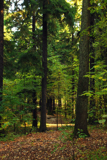 istock Landscape with a beautiful green forest covered with fallen yellow leaves 1176274683