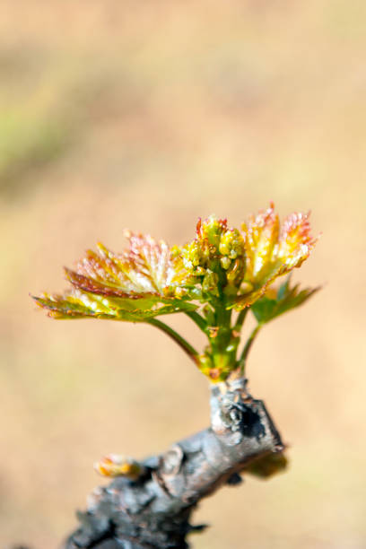 Grape buds on branches, small leaves growing in vineyard
