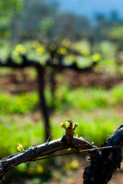 istock Grape buds on branches, small leaves growing in vineyard 1176275861