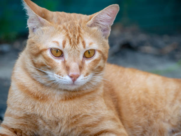 istock The cat on the cement floor 1176275866