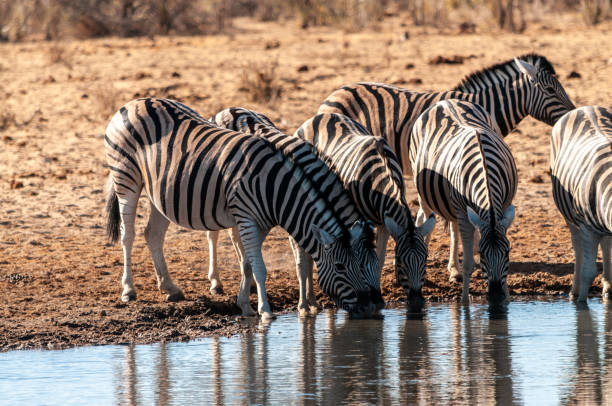 istock A group of Zebras in Etosha 1176276910