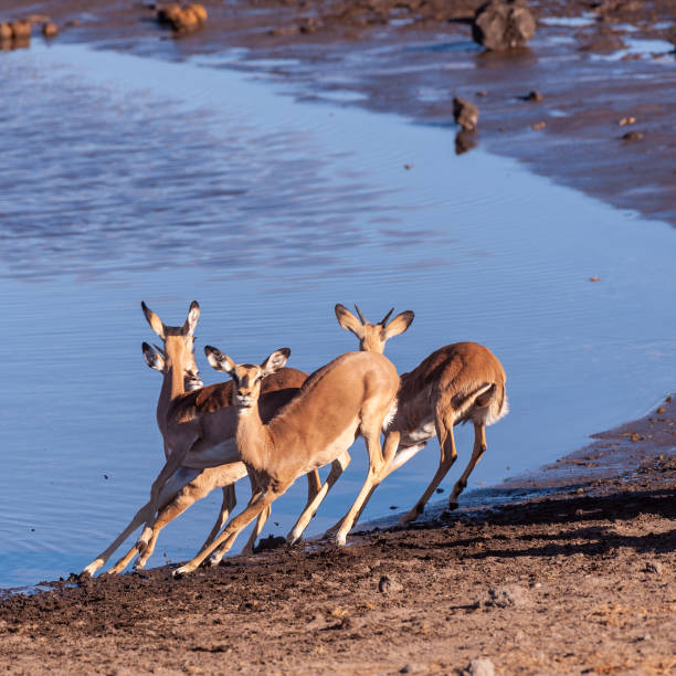 istock Restless Impalas near a waterhole 1176277592