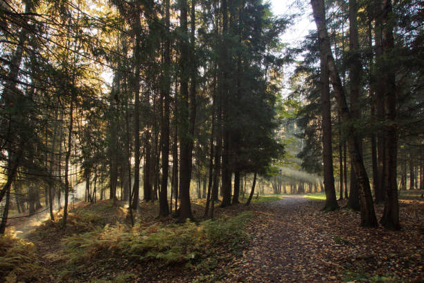 istock A forest covered with sunbeams in the autumn morning, a walking path passes between tall trees 1176277830
