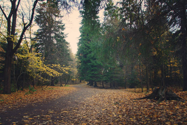 Footpath in the autumn forest on a gloomy day.