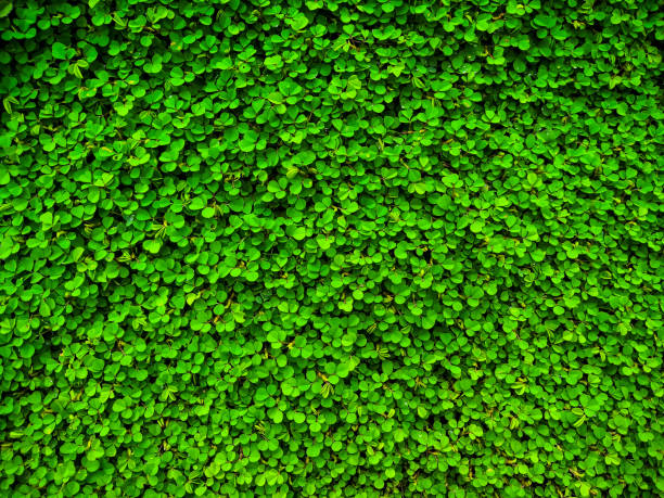 istock Desmodium triflorum. grass nature background. green plant leaf texture. 1176280301