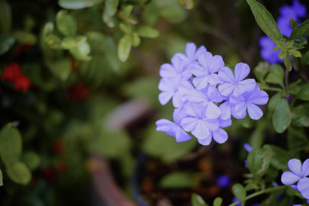 istock Beautiful purple flowers 1176280375
