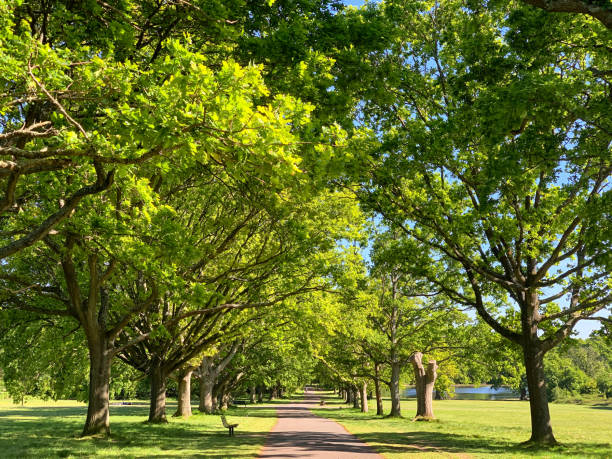 Avenue of oak trees on Southampton Common. Avenue of oak trees on Southampton Common, a public park in the city. Beautiful summer day with blue sky. southampton england photos stock pictures, royalty-free photos & images