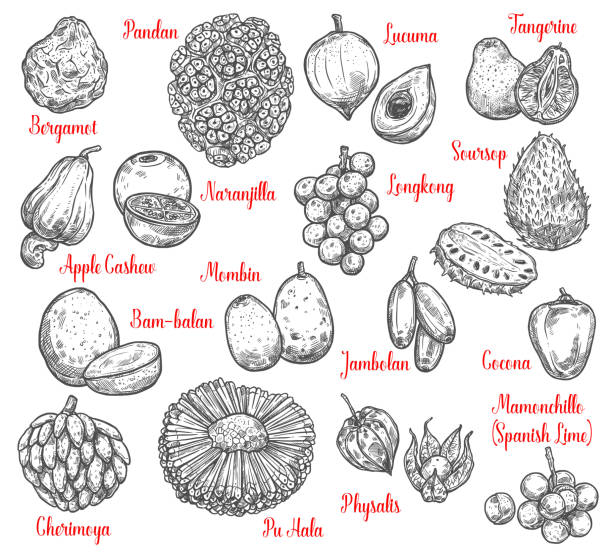 Exotic fruits and tropical berries Tropical fruits sketches of exotic apple cashew, bergamot and cherimoya, physalis, tangerine and soursop, pandan, jambolan and longkong, mombin, puhala and mamoncillo, cocona and lucuma. Vector sketch annona muricata stock illustrations