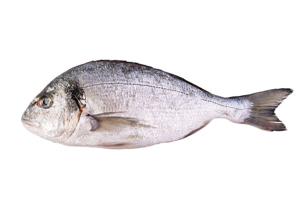 istock Raw fresh dorado fish isolated on white background. Gilt-head bream 1176284378