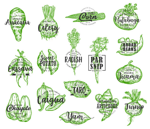 ilustraciones, imágenes clip art, dibujos animados e iconos de stock de siluetas vegetales exóticas con letras - rutabaga