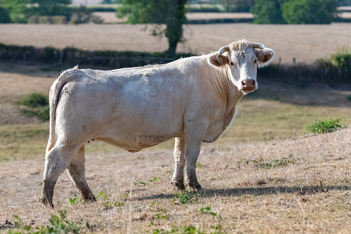Charolais cow, white cow in a field in Burgundy campaign