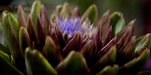 flower unusual fluffy artichoke with funny petals