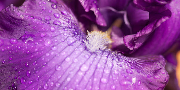 istock drops of dew on a bright striped iris petal 1176285516