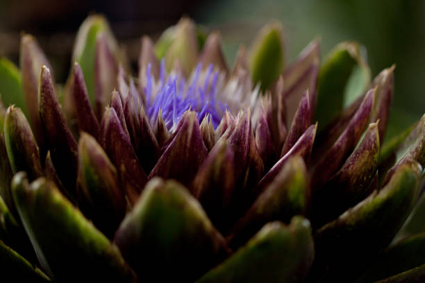 exotic thermophilic plant artichoke, unusual and brightly blooming