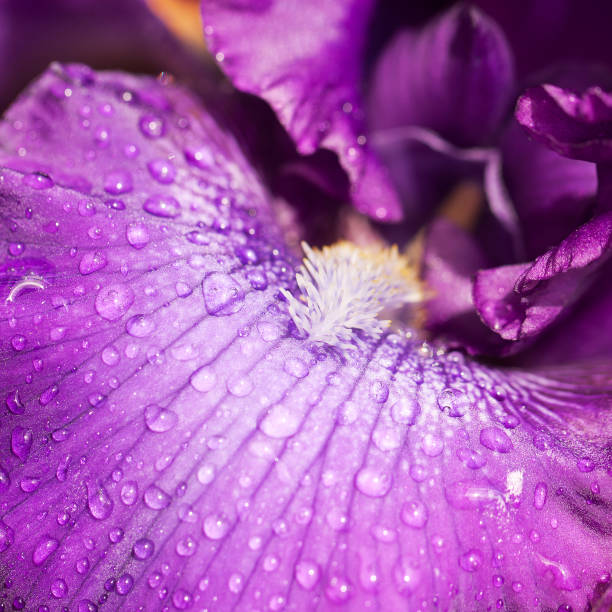 istock drops of dew on a bright striped iris petal 1176285562