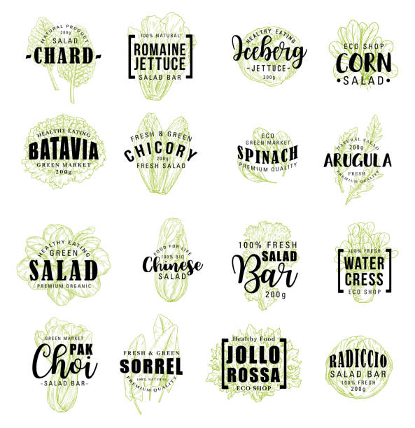 salate gemüse-symbole, vektor-schriftzug - radiccio stock-grafiken, -clipart, -cartoons und -symbole