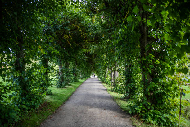 istock Beautiful old avenue, Zealand, Denmark 1176287366