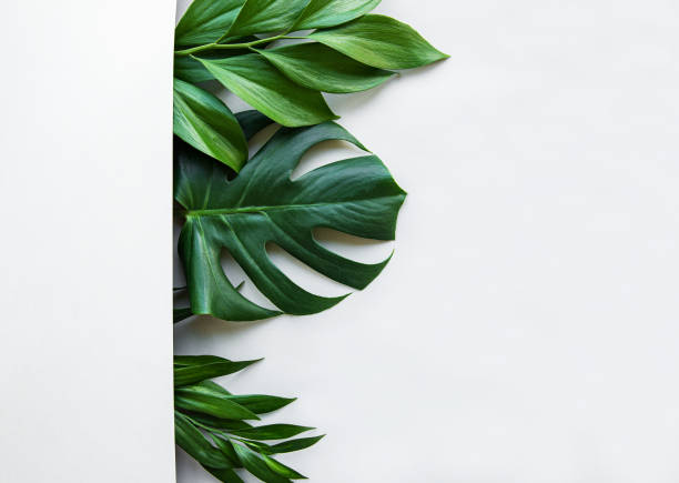istock Tropical leaves and monstera leaf 1176288257
