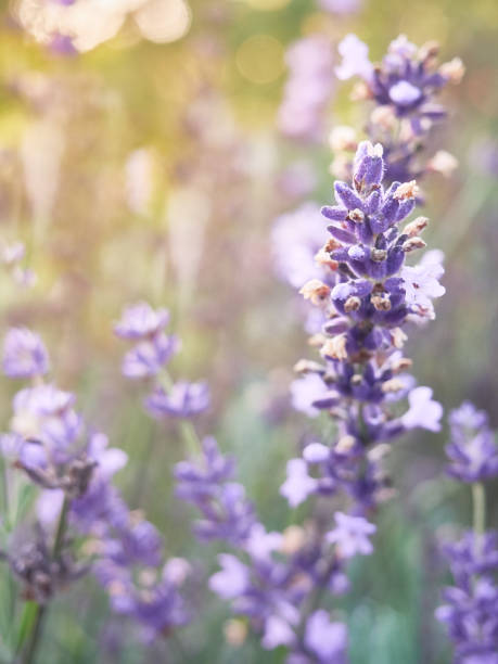 istock Lavenders flowers at sunset light, close-up. 1176288265